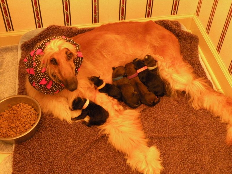 Spidey Heartly Litter born 8262020 National Dog Day.jpg - 1406 K